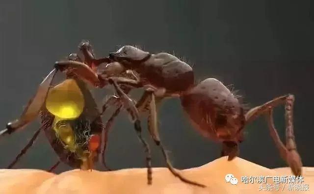 据廖先生朋友回忆,咬伤廖先生的蚂蚁比芝麻粒还小,身体黑里透着红,看