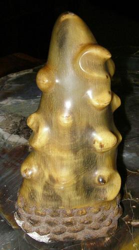 这是什么动物的角