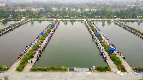 2018年全国垂钓俱乐部挑战赛浙江龙游站暨总决赛比赛用饵,赛场鱼情