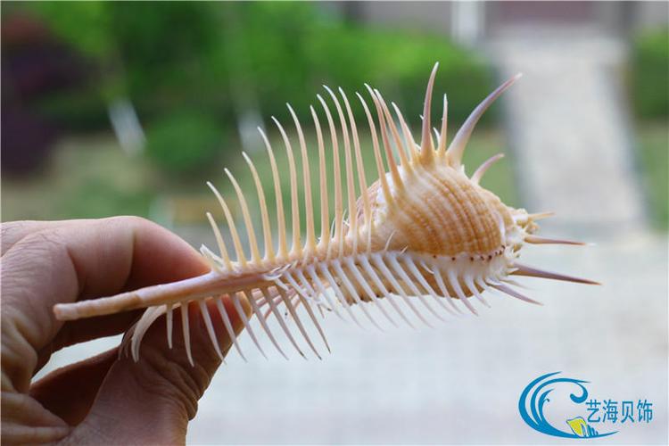 包邮天然海螺贝壳维纳斯骨螺女巫骨螺刺螺标本螺收藏礼品摆件海星热销