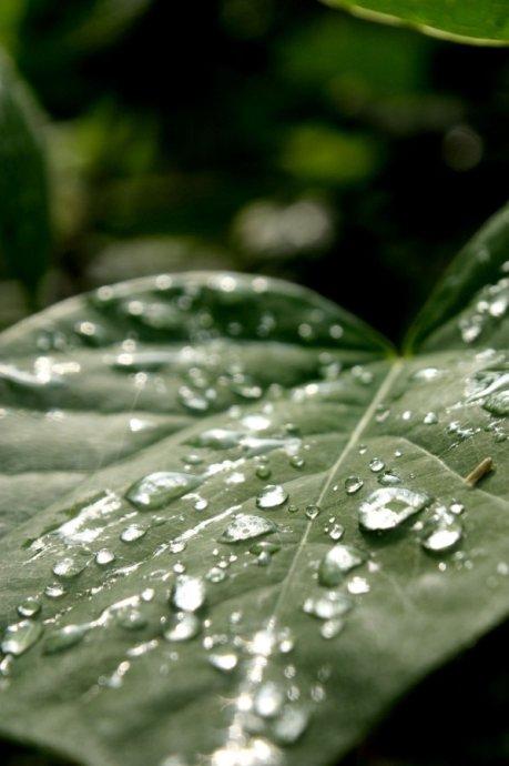 雨露