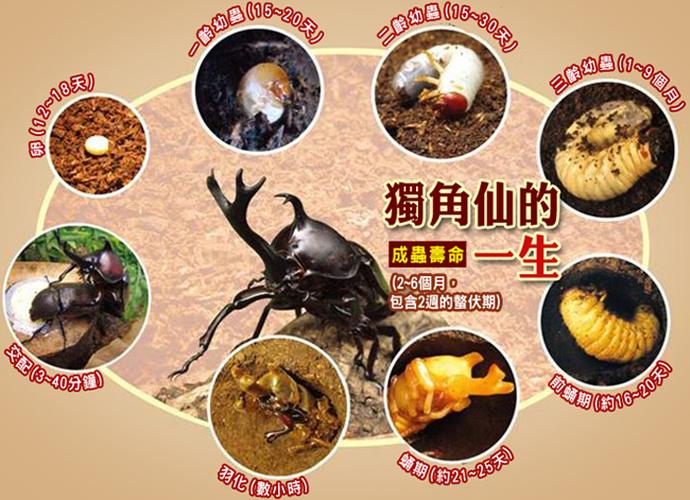 另类宠物独角仙幼虫l3甲虫活体全套饲料套餐七件套包邮
