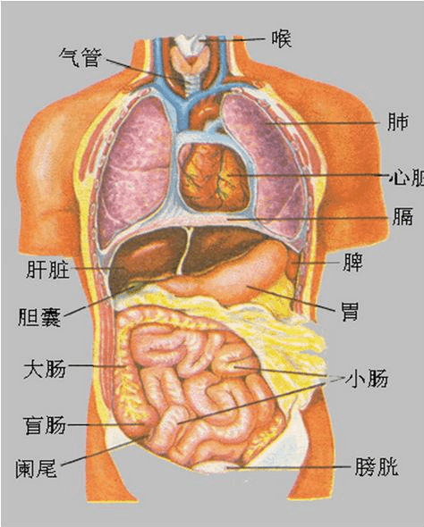 人体各个器官有"保质期" 看了吓一跳!——天人中医