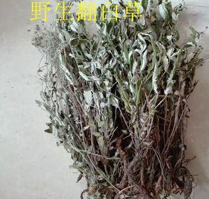 翻白草带根全草