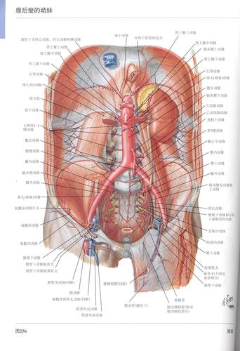 《奈特人体彩色解剖图谱》非常权威的.