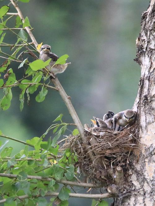 伯劳鸟育雏