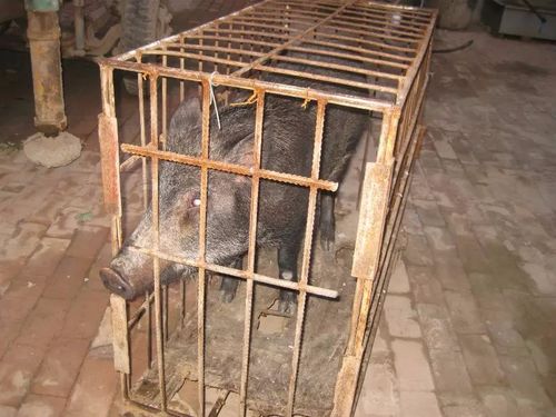 河北野猪养殖前景怎么样野猪肉多少钱一斤