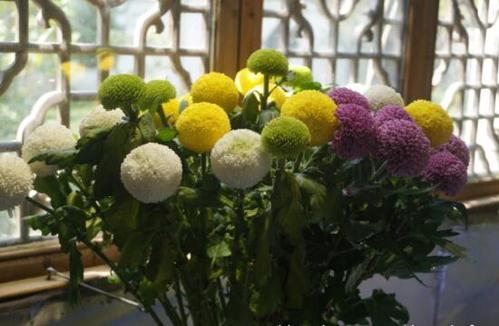 乒乓菊怎么养乒乓菊的养殖方法和注意事项浇水宁干勿湿