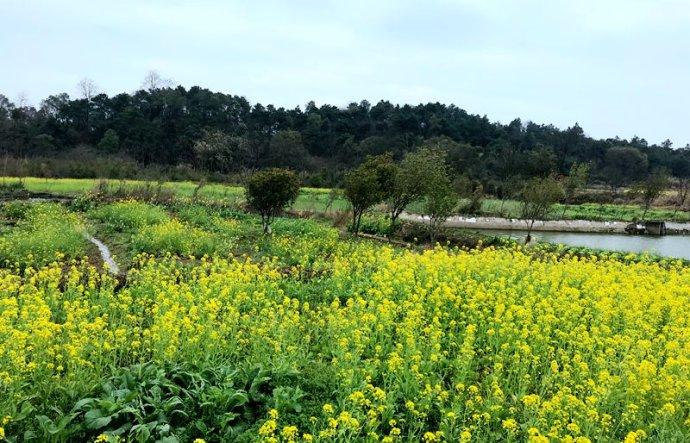 【原创】画里乡村——马塘