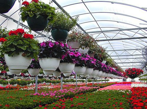 甘肃花卉种植温室大棚
