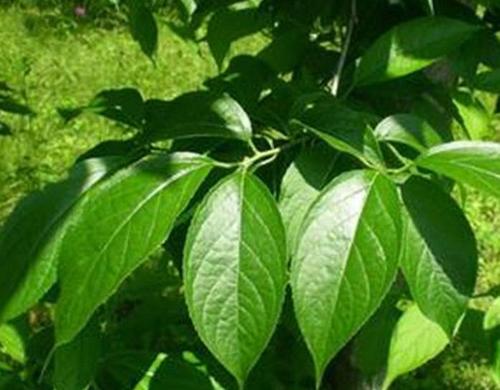 杜仲泡水喝的功效 杜仲泡茶喝有什么好处