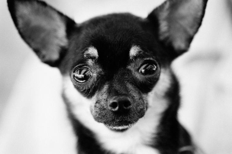 狗的黑白图片 - 第1张