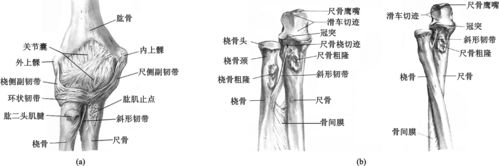 图12-142 桡尺近端关节的解剖