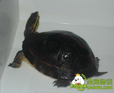 安布闭壳龟