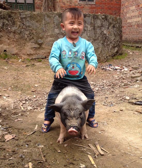 你伤不起的儿童图片,笑瘫你不可,小朋友骑猪图片!