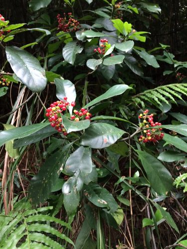 求植物名,广州山上的.