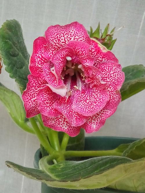 清货 大岩桐和套筒