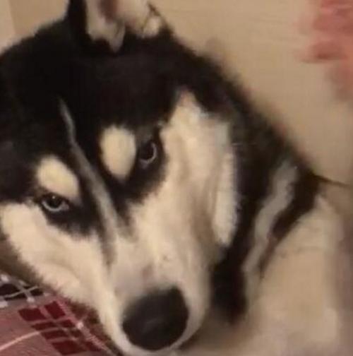 家里有一只高冷的哈士奇,每摸它一下都是这个表情,这还是二哈吗