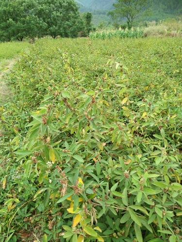 商品详情 供应千斤拔,牛大力药材及种子,千斤拔药材10元一斤,种子100