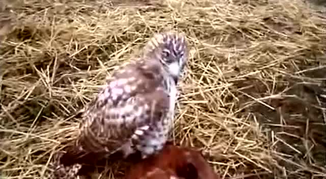 老鹰可不只捉小鸡,公园直接叼飞婴儿!差点酿成悲剧