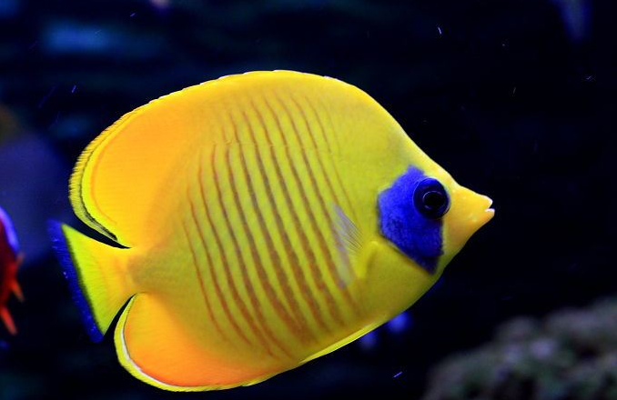 观赏鱼图片及名称(5)