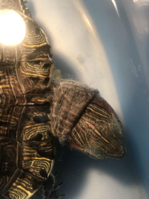 乌龟脖子上棉絮状半透明薄膜,大概将近一个月时间了,是脱皮还是病了?