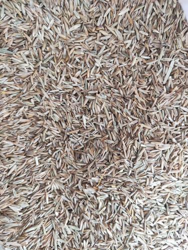 高羊茅种子 高羊茅草坪