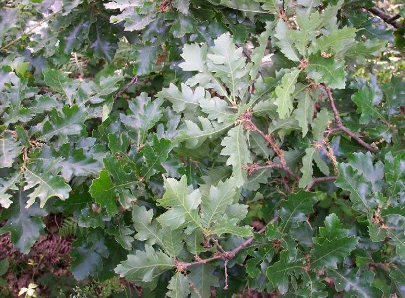  a href="#" data-lemmaid="6581594">栎树 /a>广泛分布于我国除西藏