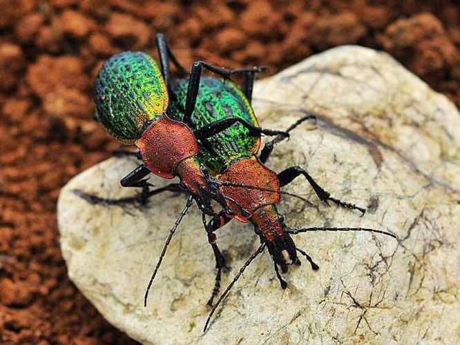 如今有超过40%的昆虫品种数量正在下降,更有约1/3的品种处于濒危状态