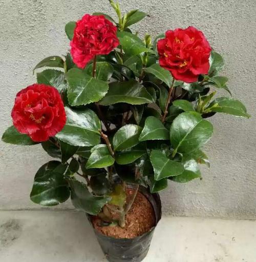 茶花中的经典品种"克瑞墨",人称"赛牡丹",香味浓,颜值