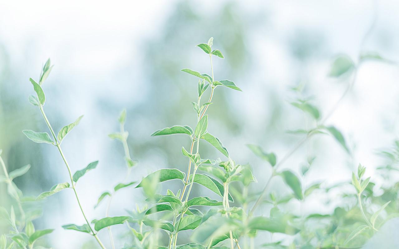 高清绿色护眼植物图片桌面壁纸