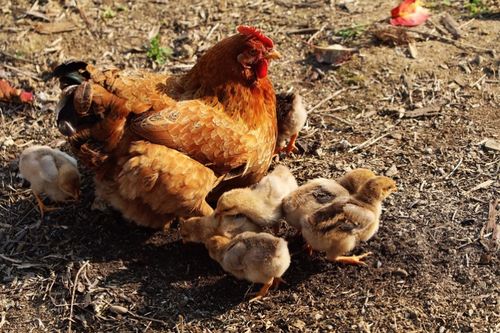 鸡的成长从小跟妈长大的呀!