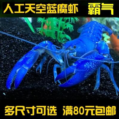 德系纯人工天空蓝魔虾水族龙虾蓝鳌虾宠物虾淡水观赏