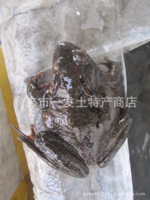 批发东北林蛙 母蛤蟆 黄肚皮 哈士蟆红肚皮 活蛤蟆