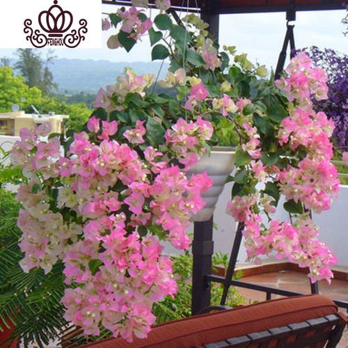 绿叶樱花三角梅中苗(当年开花) 不含盆