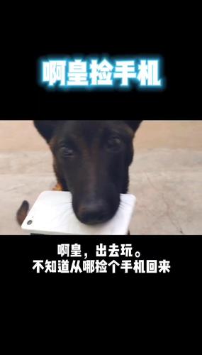 狗子上街溜达玩,不知道搁哪捡个手机回来#宠物 #搞笑 #萌犬 @抖音短