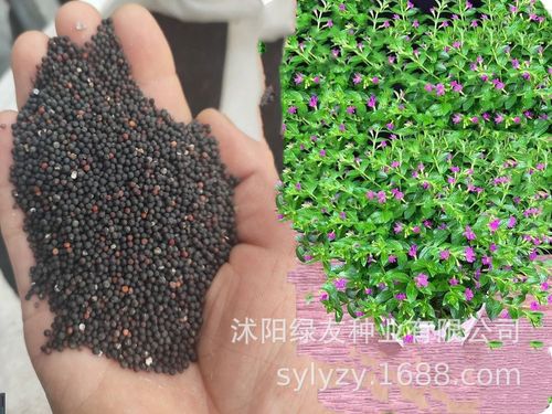 工程草花种子多年生矮生植物 满天星种子 满天星