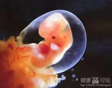 也就是说怀孕五十天左右,就可以明显的看到胎儿的成长状况,如果怀孕六
