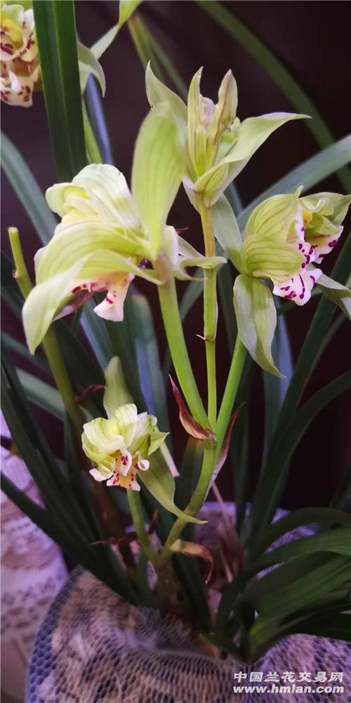 盖世牡丹-春剑篇-中国兰花交易网社区