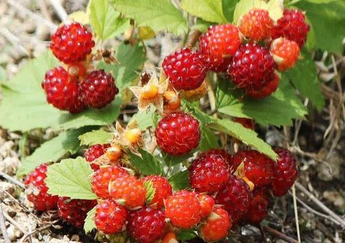 蛇莓果子真的能吃吗?