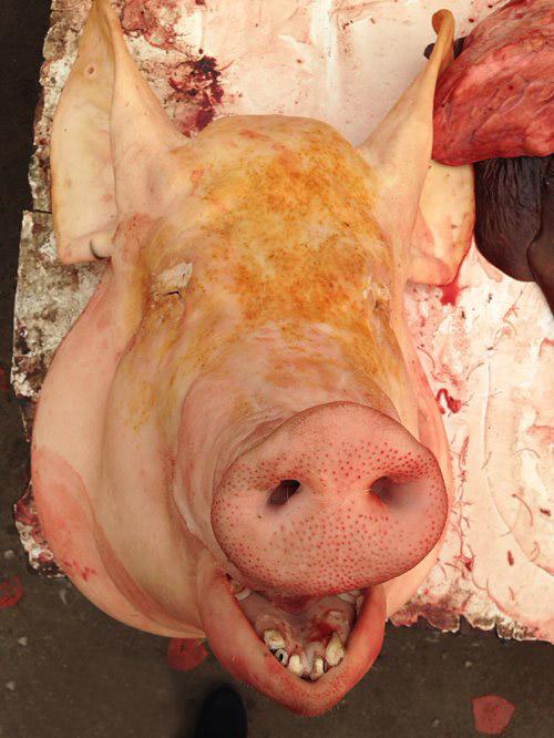 笑话帮 搞笑图片 爆笑搞怪 【晕倒】超级恶搞图片之猪头,猪脸爆笑图片