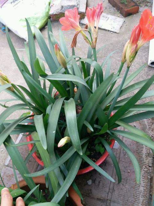 盆栽种植紫根兰的养护技巧,紫根兰养殖注意事项,和君子兰很相似