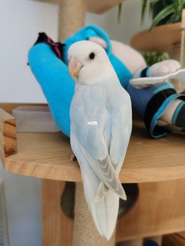 【鹦鹉日记】重蓝伊莎_牡丹_手养牡丹鹦鹉_宠物_宠物