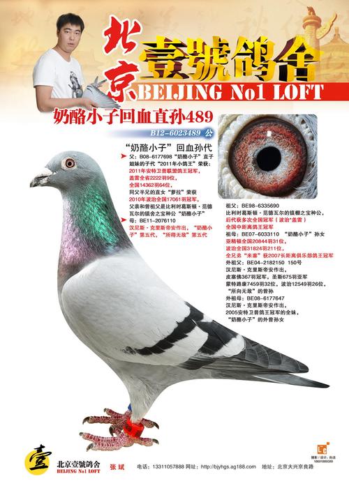 奶酪489_北京壹号鸽舍_ag188.com爱鸽商城_中国信鸽