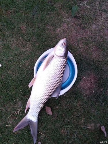 鲮鱼分土鲮,泰国鲮,麦鲮