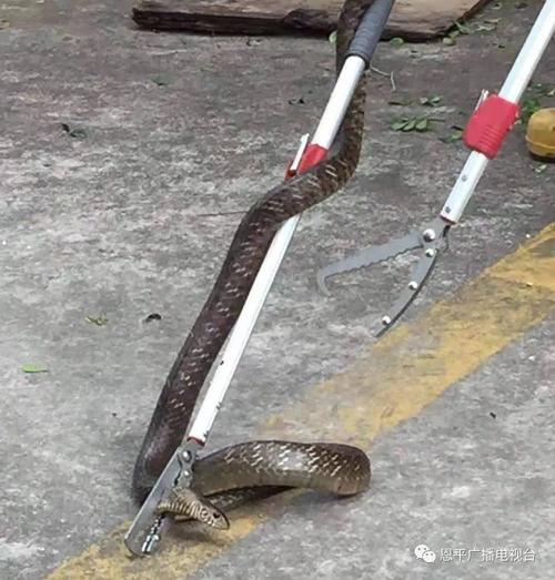 接到报警后,出动1车4人, 化身"捕蛇人",将蛇进行"逮捕" 消