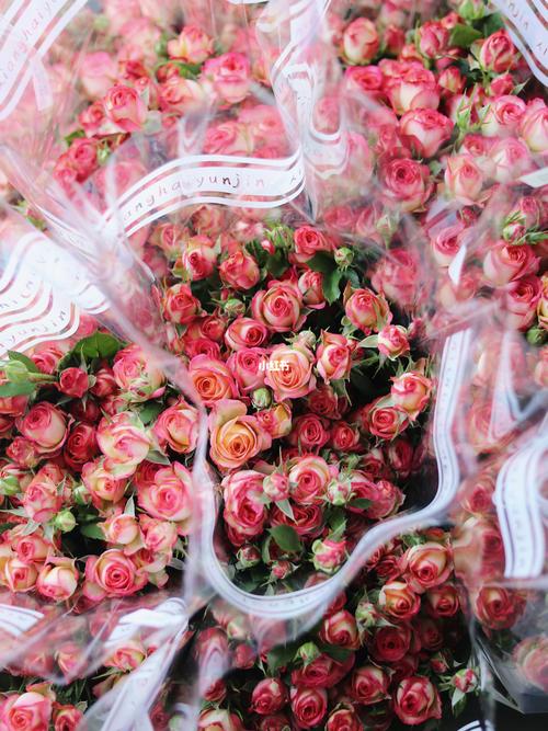 香海云锦玫瑰|复古的多头【爱丽丝】玫瑰_复古_农场_花语_昆明香海