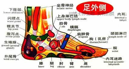 足外侧部分反射区简介——(家庭实用手足耳部保养指南