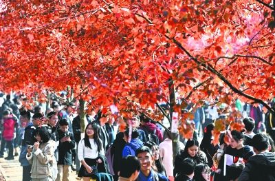 红枫尽染文华学院