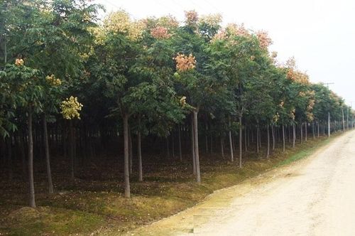 供应 胸径5公分以上黄山栾树